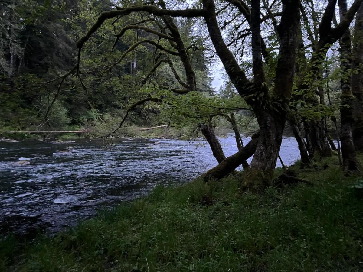 A Relaxing Getaway-A Backwoods Cabin Solduc River Beaver Extérieur photo