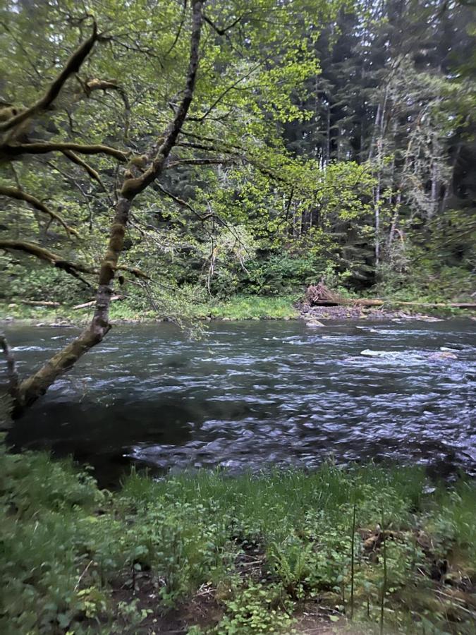 A Relaxing Getaway-A Backwoods Cabin Solduc River Beaver Extérieur photo